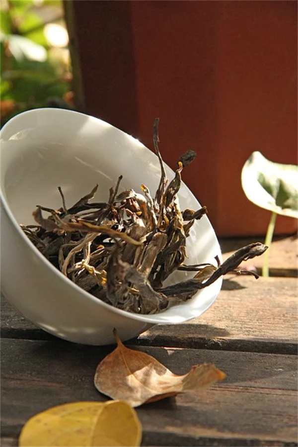 蘭の花茎トレーニング、初心者でも折らずに成功するコツ