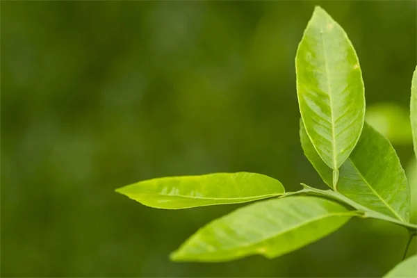 极端温度変化で植物はショックを受ける？5つの実践テクニック
