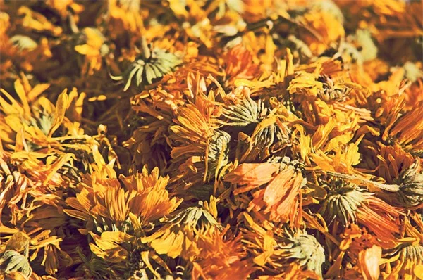 もう迷わない！10月に剪定すべき8つの植物とその理由